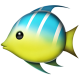 Tropical Fish, Apple design