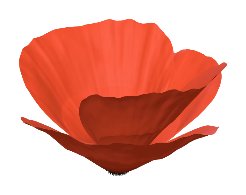 A poppy generated on the spiral branch: overlapping petals, fBm crinkle, no two folds alike