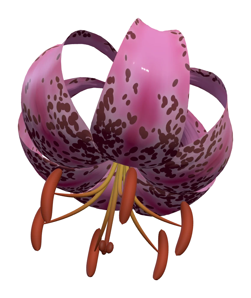 Underneath a martagon: six filaments from one point, plump bowed anthers, the pistil clearing them