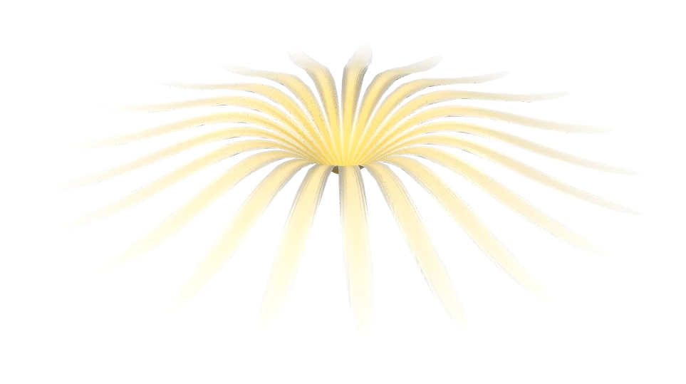 A 21-petal daisy from the flat branch, the same equation at pSharp 2.2