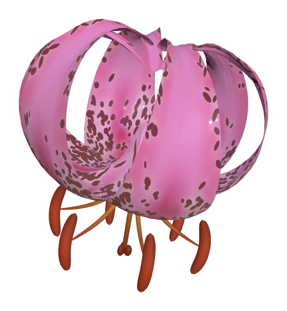 Lilium martagon from above, 952 spots placed one rejection test at a time