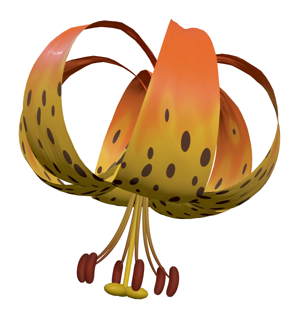 Lilium pardalinum, the leopard lily: orange fading to gold, dark spots concentrated near the throat